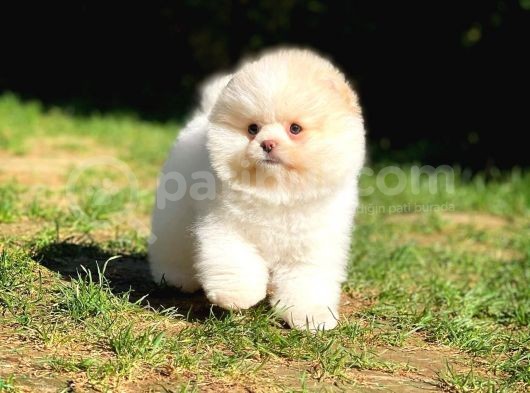 Irk Ve Sağlık Garantili Pomeranian Boo Yavrularımız görsel