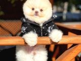 Irk Ve Sağlık Garantili Pomeranian Boo Yavrularımız