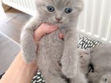 Scottish Fold Sağlıklı Yavrular