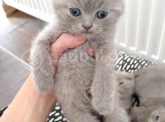 Scottish Fold Sağlıklı Yavrular görsel