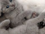 Scottish Fold Sağlıklı Yavrular