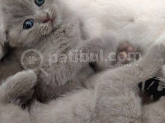 Scottish Fold Sağlıklı Yavrular görsel