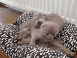Scottish Fold Sağlıklı Yavrular