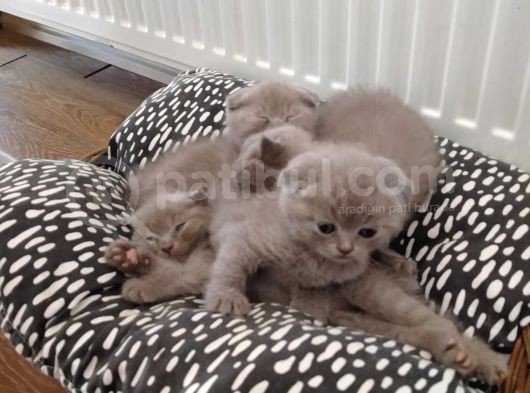Scottish Fold Sağlıklı Yavrular görsel