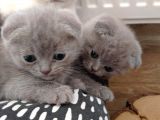 Scottish Fold Sağlıklı Yavrular