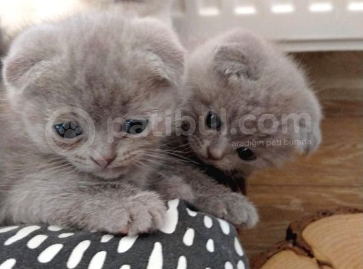 Scottish Fold Sağlıklı Yavrular görsel
