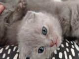 Scottish Fold Sağlıklı Yavrular