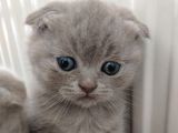 Scottish Fold Sağlıklı Yavrular