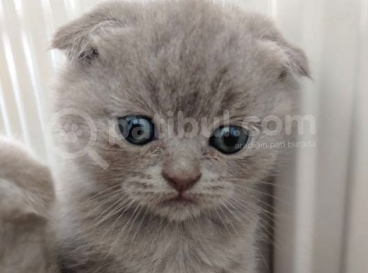 Scottish Fold Sağlıklı Yavrular