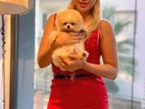 Ayı Surat Pomeranian Boo Yavrularımız