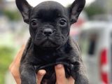Show Kalite French Bulldog Yavrularimiz