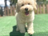 Apricot Poodle Bebeklerimiz