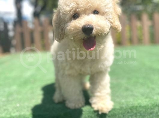 Apricot Poodle Bebeklerimiz görsel