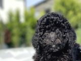 Siyah Küt Burun Toy Poodle Bebekler