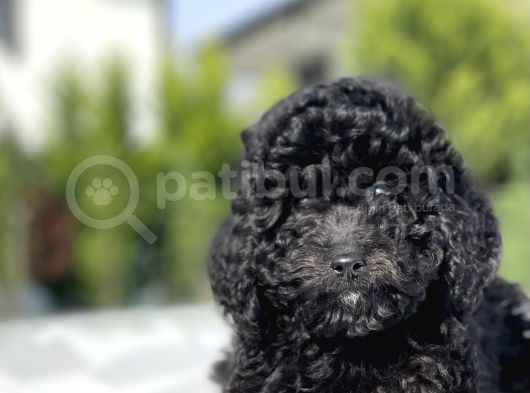 Siyah Küt Burun Toy Poodle Bebekler görsel