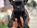 Show Kalite French Bulldog Yavrularimiz