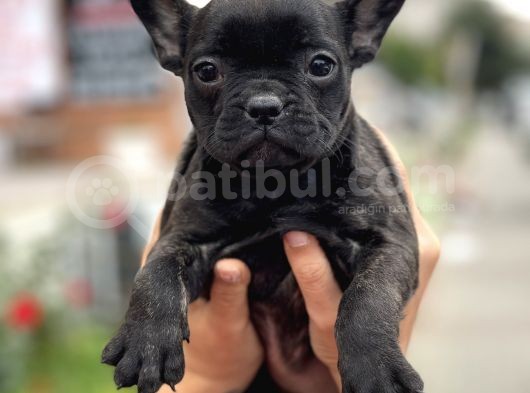 Show Kalite French Bulldog Yavrularimiz