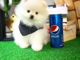 Ayı Surat Pomeranian Boo Yavrularımız