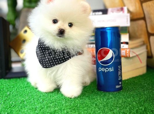 Ayı Surat Pomeranian Boo Yavrularımız