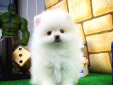 Ayı Surat Pomeranian Boo Yavrularımız