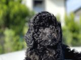 Siyah Küt Burun Toy Poodle Bebekler