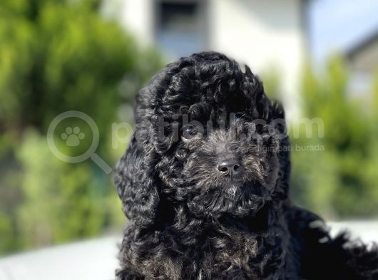 Siyah Küt Burun Toy Poodle Bebekler
