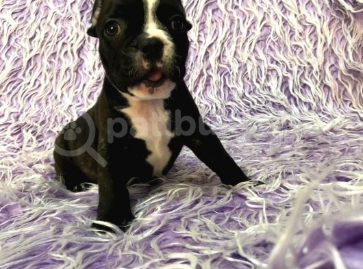 French Bulldog Blue Taşıyıcı Bebekler 3 Di̇şi̇ 4 Erkek görsel