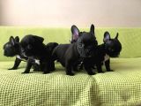 French Bulldog Blue Taşıyıcı Bebekler 3 Di̇şi̇ 4 Erkek