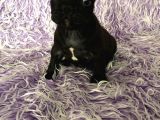 French Bulldog Blue Taşıyıcı Bebekler 3 Di̇şi̇ 4 Erkek