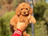 Bebek Surat Toy Poodle Yavrular
