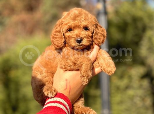 Bebek Surat Toy Poodle Yavrular
