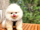 Irk Ve Sağlık Garantili Pomeranian Boo Yavrularımız