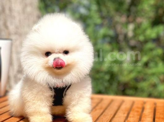Irk Ve Sağlık Garantili Pomeranian Boo Yavrularımız görsel