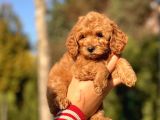 Bebek Surat Toy Poodle Yavrular