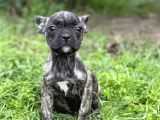 Bebek Surat French Bulldog Yavrularimiz