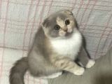 Aşılı Ve Karneli Scottish Fold Dişi Yavru