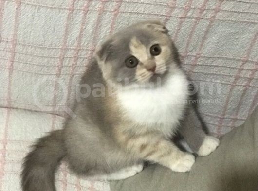 Aşılı Ve Karneli Scottish Fold Dişi Yavru görsel
