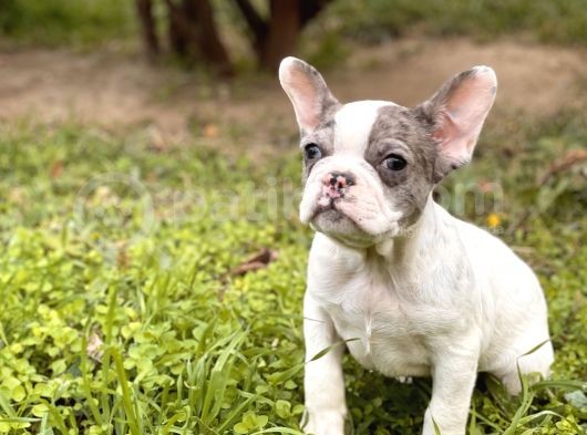 Muhtesem Surat French Bulldog Yavrularimiz görsel