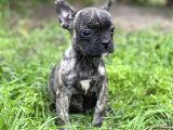 Bebek Surat French Bulldog Yavrularimiz