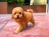 Toy Poodle Yavrularımız