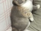 Aşılı Ve Karneli Scottish Fold Dişi Yavru