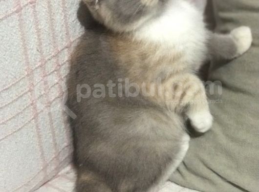 Aşılı Ve Karneli Scottish Fold Dişi Yavru görsel