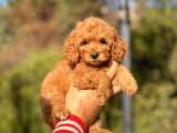 Bebek Surat Toy Poodle Yavrular