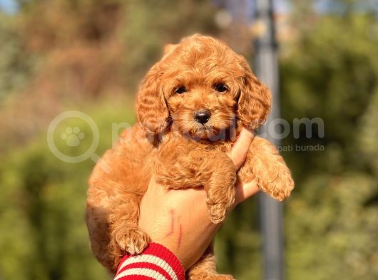 Bebek Surat Toy Poodle Yavrular görsel