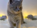 Orji̇nal Safkan British Shorthair Blue
