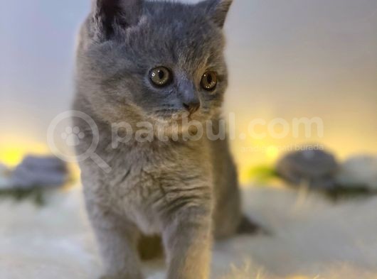 Orji̇nal Safkan British Shorthair Blue görsel