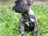 Bebek Surat French Bulldog Yavrularimiz