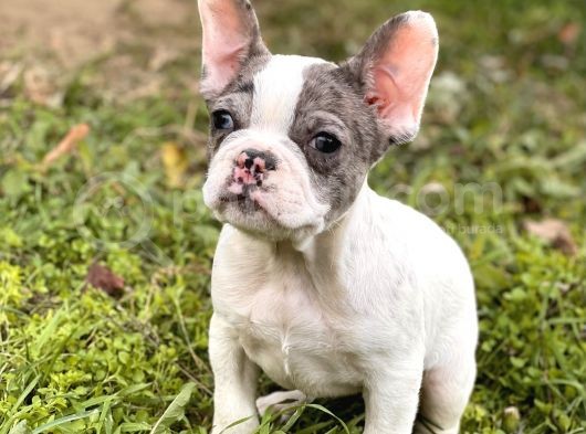 Muhtesem Surat French Bulldog Yavrularimiz görsel