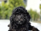 Siyah Küt Burun Toy Poodle Bebekler