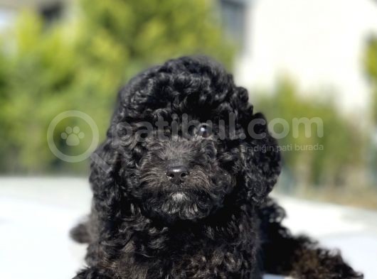 Siyah Küt Burun Toy Poodle Bebekler görsel
